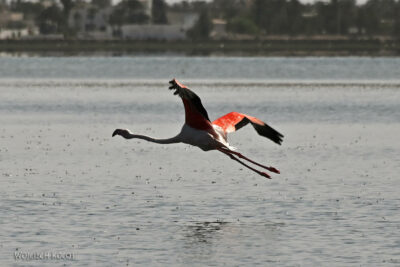 Tuo028-Flamingi