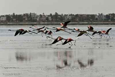 Tuo041-Flamingi