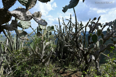 Cole024-Drogą przez kaktusy