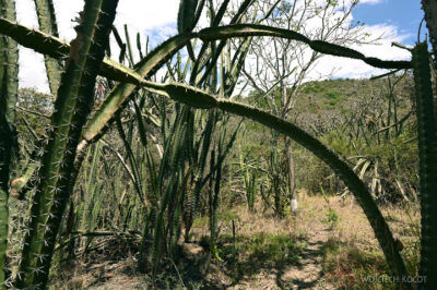 Cole061-Przez kaktusy
