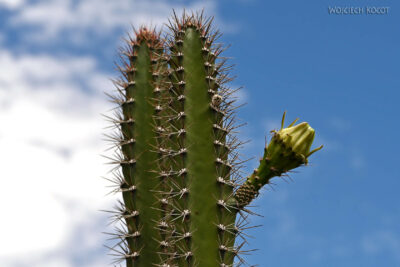 Cole066-Kwiat kaktusa