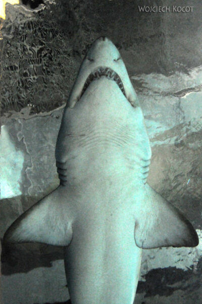 50-017-Sand tiger shark