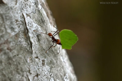 Przyroda21-Mrówka Żniwiarka