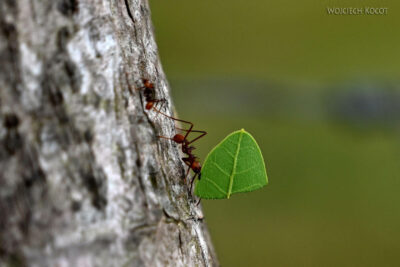 Przyroda22-Mrówka Żniwiarka