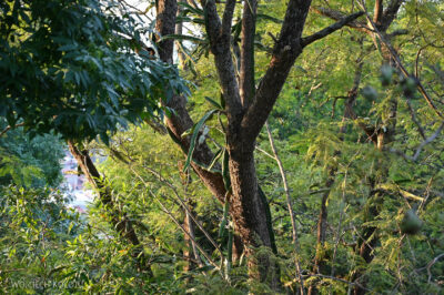 mxa015-Valle de Bravo-kaktus pasożytuje na drzewie