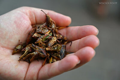 mxm61-Malinalco-degustacja mxm61-Malinalco-degustacja