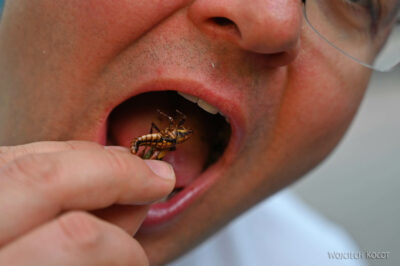 mxm62-Malinalco-degustacja mxm62-Malinalco-degustacja