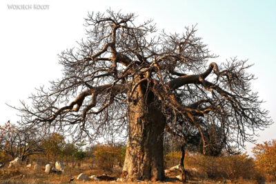 afr02d014-baobab