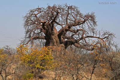 afr02d020-baobab