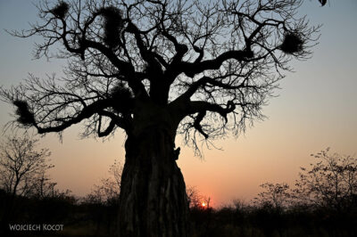 afr02d025-camp-Bopane-pod baobabem