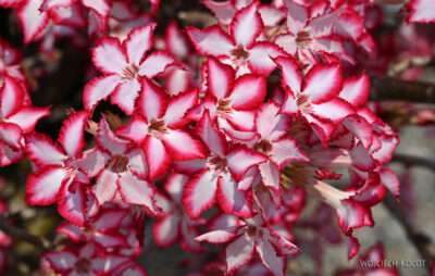 afr03d045-adenium
