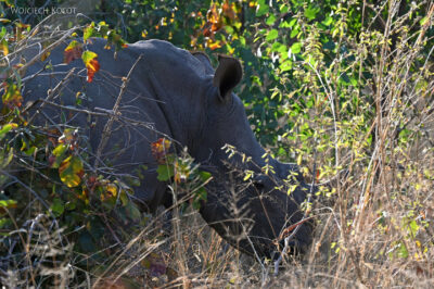 afr04d120-Matobo National Park-tropienie nosorożca