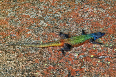 afr04d190-Matobo National Park-jaszczurka