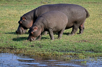 afr08d080-Chobe National Park-hipopotamy afr08d080-Chobe National Park-hipopotamy