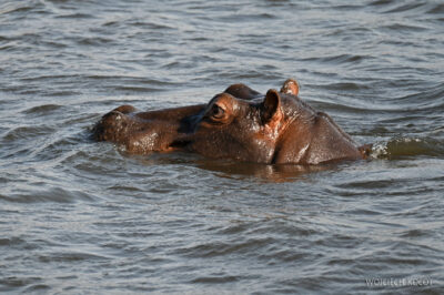 afr08d083-Chobe National Park-hipopotamy afr08d083-Chobe National Park-hipopotamy