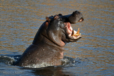 afr08d085-Chobe National Park-hipopotamy afr08d085-Chobe National Park-hipopotamy