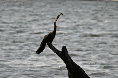 afr08d092-Chobe National Park-kormoran wężówka afr08d092-Chobe National Park-kormoran wężówka