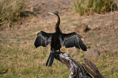 afr08d097-Chobe National Park-kormoran wężówka afr08d097-Chobe National Park-kormoran wężówka
