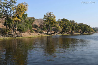 afr08d098-rejs po Chobe National Park-kob śniady afr08d098-rejs po Chobe National Park-kob śniady