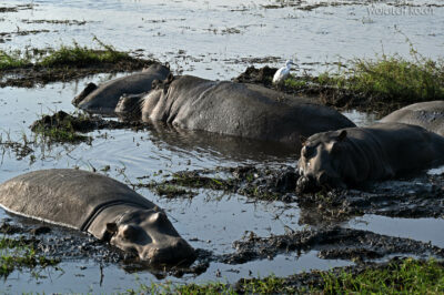 afr08d103-Chobe National Park-hipopotamy afr08d103-Chobe National Park-hipopotamy