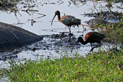 afr08d105-Chobe National Park-ptactwo przy hipopotamach afr08d105-Chobe National Park-ptactwo przy hipopotamach