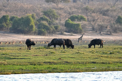 afr08d122-Chobe National Park-bawoły i żyrafa afr08d122-Chobe National Park-bawoły i żyrafa