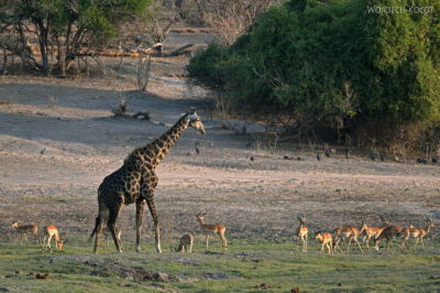 afr08d132-Chobe National Park-żyrafy afr08d132-Chobe National Park-żyrafy