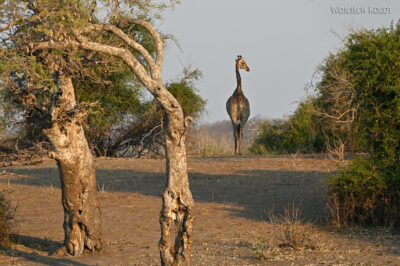 afr08d135-Chobe National Park-żyrafy afr08d135-Chobe National Park-żyrafy