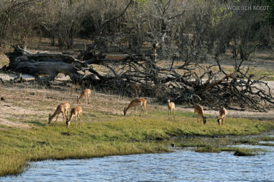 afr08d139-Chobe National Park-impale afr08d139-Chobe National Park-impale