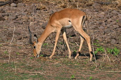 afr08d144-Chobe National Park-impale afr08d144-Chobe National Park-impale