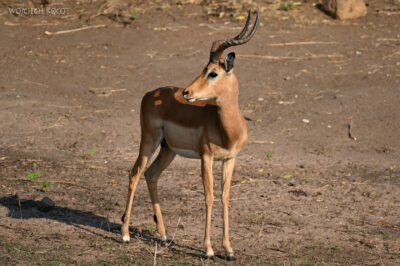 afr08d148-Chobe National Park-impale afr08d148-Chobe National Park-impale
