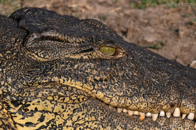 afr08d154-Chobe National Park-krokodyl afr08d154-Chobe National Park-krokodyl