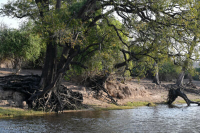 afr08d158-rejs po Chobe National Park-kob śniady afr08d158-rejs po Chobe National Park-kob śniady