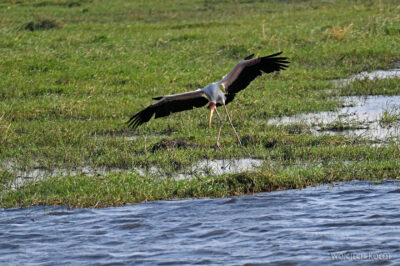 afr08d163-Chobe National Park-bocian indyjski afr08d163-Chobe National Park-bocian indyjski