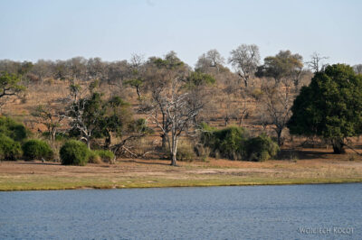 afr08d175-rejs po Chobe National Park-kob śniady afr08d175-rejs po Chobe National Park-kob śniady