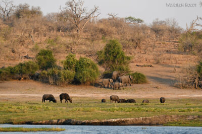 afr08d178-Chobe National Park-słonie afr08d178-Chobe National Park-słonie