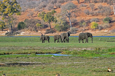afr08d179-Chobe National Park-słonie afr08d179-Chobe National Park-słonie