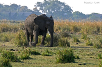 afr08d181-Chobe National Park-słonie afr08d181-Chobe National Park-słonie
