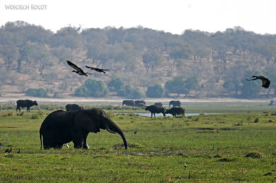 afr08d184-Chobe National Park-słonie afr08d184-Chobe National Park-słonie
