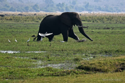 afr08d186-Chobe National Park-słonie afr08d186-Chobe National Park-słonie