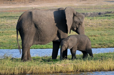 afr08d194-Chobe National Park-słonie afr08d194-Chobe National Park-słonie