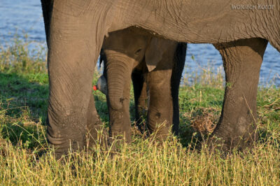afr08d206-Chobe National Park-słonie afr08d206-Chobe National Park-słonie
