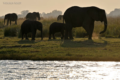 afr08d209-Chobe National Park-słonie afr08d209-Chobe National Park-słonie