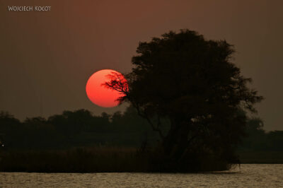 afr08d220-Chobe National Park-o zachodzie afr08d220-Chobe National Park-o zachodzie