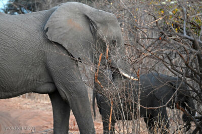 afr09d006-Chobe National Park-słonie afr09d006-Chobe National Park-słonie