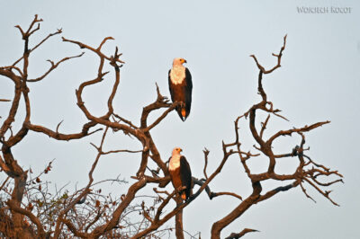 afr09d008-Chobe National Park-fish eagle afr09d008-Chobe National Park-fish eagle