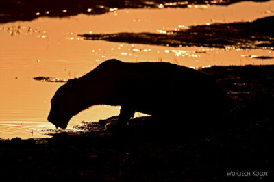 afr09d013-Chobe National Park-lew afr09d013-Chobe National Park-lew