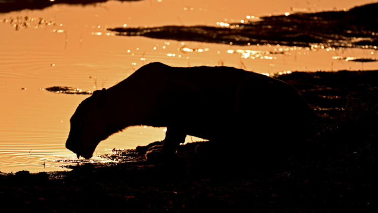 afr09d013-Chobe National Park-lew