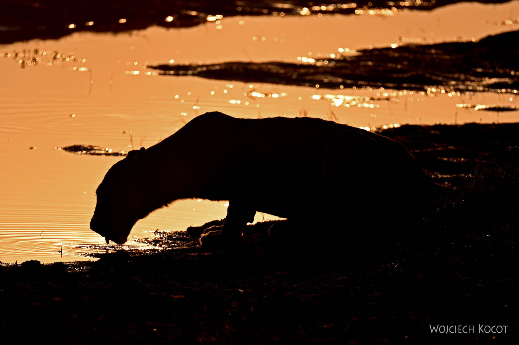 afr09d013-Chobe National Park-lew