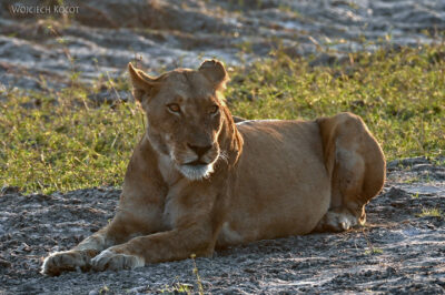 afr09d017-Chobe National Park-lew afr09d017-Chobe National Park-lew